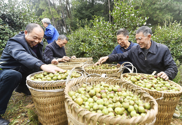 村民收獲油茶。黃河攝