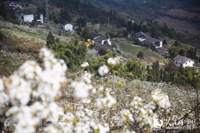 每年3月，放牛坪的萬(wàn)畝梨花競(jìng)相綻放。人民網(wǎng) 劉政寧攝（資料圖）