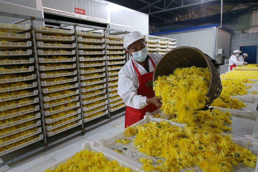 村民正在處理金絲皇菊。楊敏攝