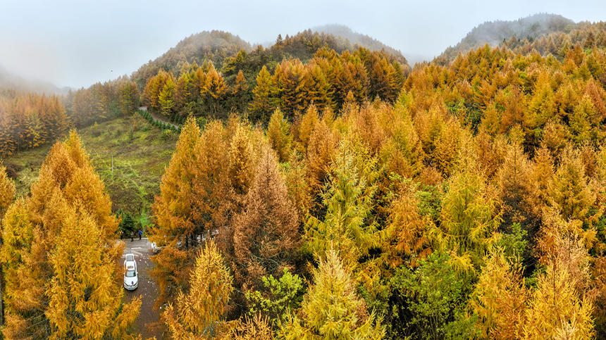 巫山梨子坪秋景。陳光國攝
