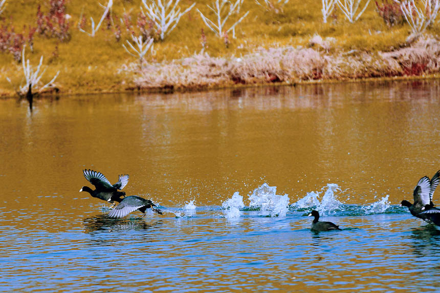 候鳥們或結(jié)伴而行，或分頭捕食。盧先慶攝