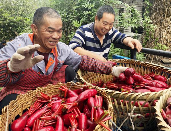 村民收獲胭脂蘿卜。黃河攝