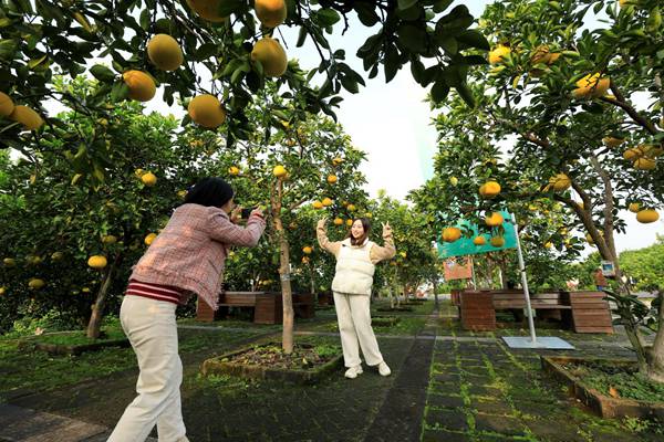 市民在中華·梁平柚海游玩。向成國 攝