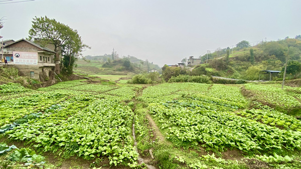 完成移栽的菜地。譚艷華攝