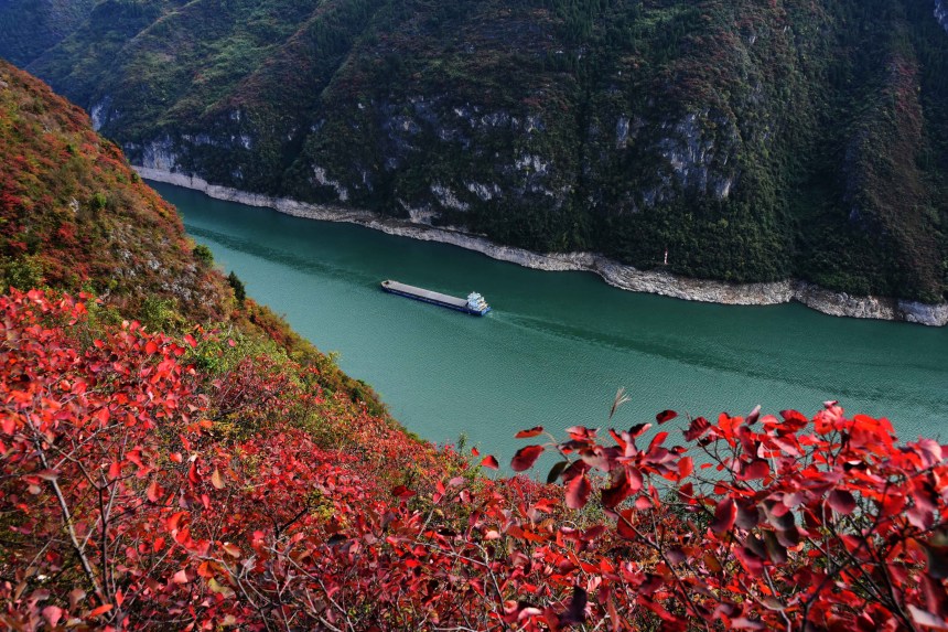船只航行在紅葉映襯下的長江巫峽水域。王忠虎攝