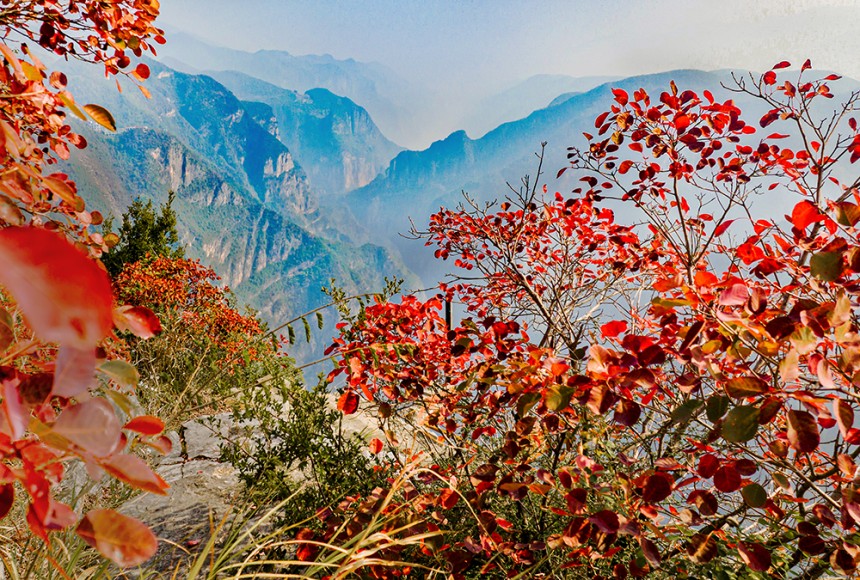 巫峽神女景區(qū)的紅葉景觀。馬正倫攝