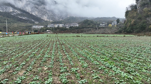 即將越冬的油菜壯苗。劉先華攝