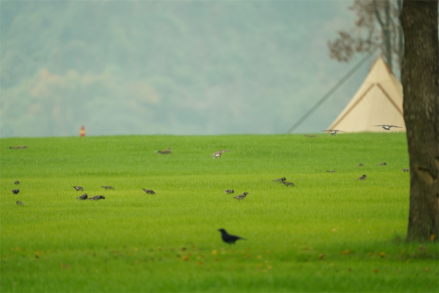 成群的候鳥和濕地美景相互輝映，形成了一道靚麗的風(fēng)景線。郭旭攝