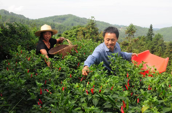 村民在田間地頭采摘辣椒。石柱縣融媒體中心供圖
