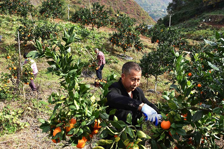 巫山縣三溪鄉(xiāng)田家村柑橘園招收當(dāng)?shù)剞r(nóng)民務(wù)工，圖為11月24日工人在采摘臍橙。通訊員 王忠虎 魯作炳 攝/視覺重慶
