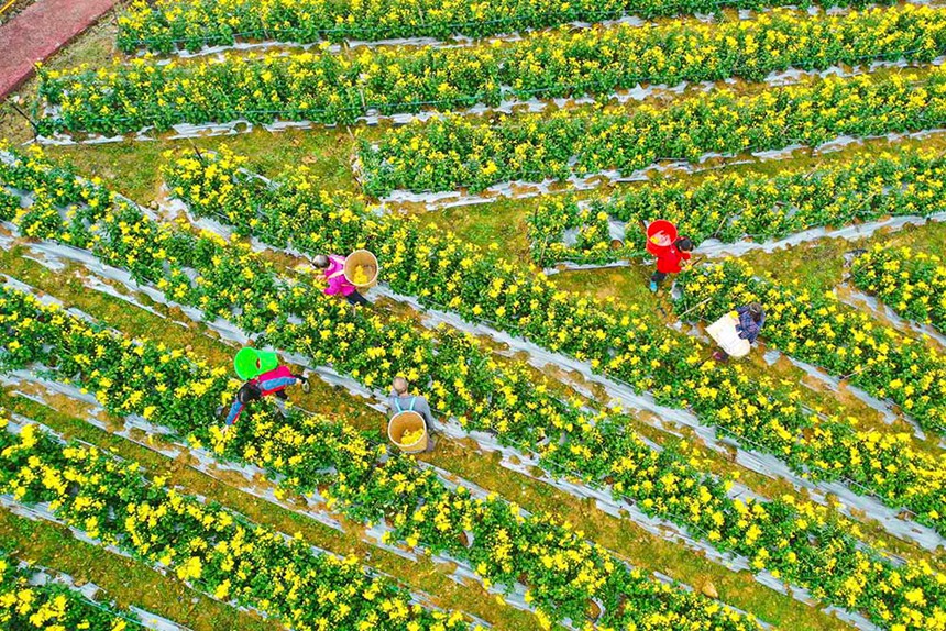 10月27日，巴南區(qū)東溫泉鎮(zhèn)黃金林村的菊花進(jìn)入了盛花期，務(wù)工人員正搶抓時(shí)節(jié)采收菊花。通訊員 李攀 彭怡 攝/視覺重慶