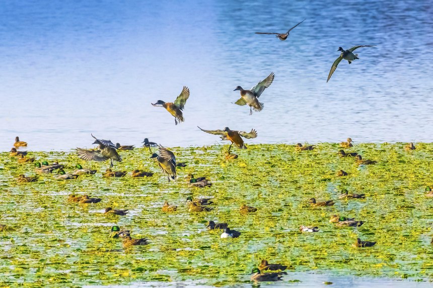 重慶梁平雙桂湖國(guó)家濕地公園，野鴨在荇菜中覓食。余先懷攝