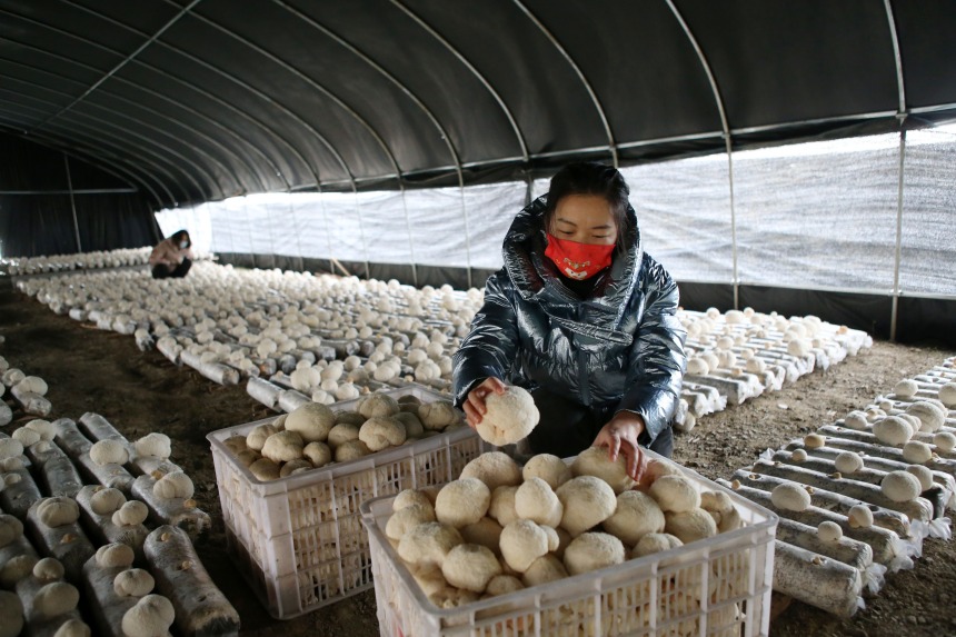 黔江區(qū)石會鎮(zhèn)食用菌種植基地，工作人員在分揀全桑枝猴頭菇。楊敏攝