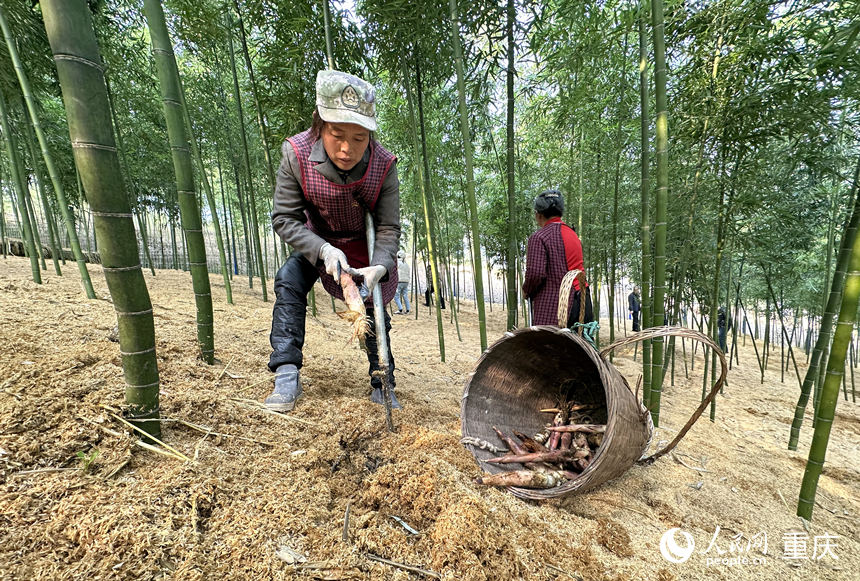                                           竹筍蓋“棉被” 村民鼓腰包                            張祎 劉政寧 2023年01月12日                             冬日的清晨，天剛蒙蒙亮，62歲的朱德梅就背著背簍，手拿鏟子上山去挖筍。朱德梅是重慶市豐都縣三建鄉(xiāng)綠春壩村的村民。以前臨近春節(jié)時(shí)，是她最清閑的時(shí)候，但從2022年起，春節(jié)前后卻成了她最忙碌的時(shí)節(jié)。這段時(shí)間的勞作，除了有務(wù)工收入，產(chǎn)業(yè)分紅也會(huì)多起來。                【詳細(xì)】                           
