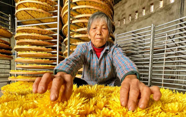 加工金絲皇菊。成蓉攝