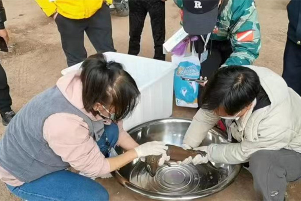 相關(guān)工作人員對娃娃魚進(jìn)行健康檢查。萬州區(qū)委宣傳部供圖