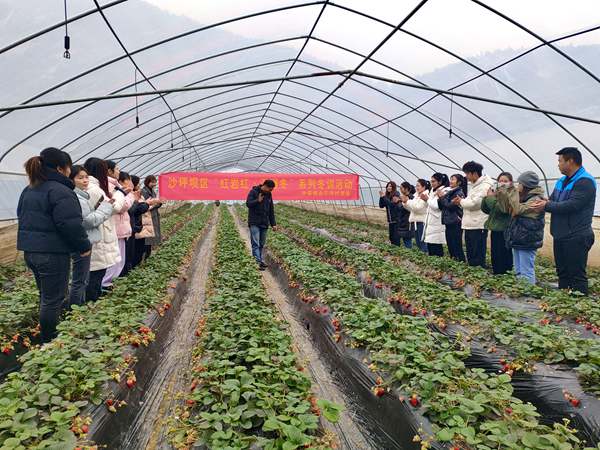 致富帶頭人講授草莓種植技術(shù)。沙坪壩區(qū)委組織部供圖