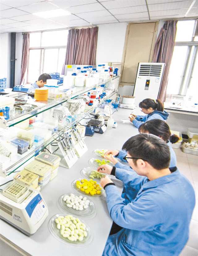 西南大學(xué)家蠶研究團(tuán)隊(duì)正在實(shí)驗(yàn)室做研究。記者 鄭宇 攝/視覺(jué)重慶