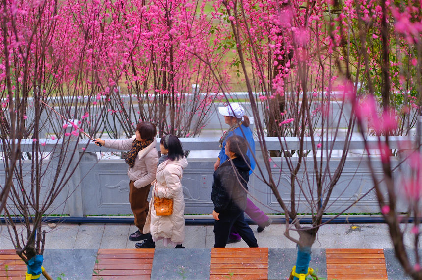 市民漫步紅梅盛開的江灘公園，盡情享受春光。郭旭攝