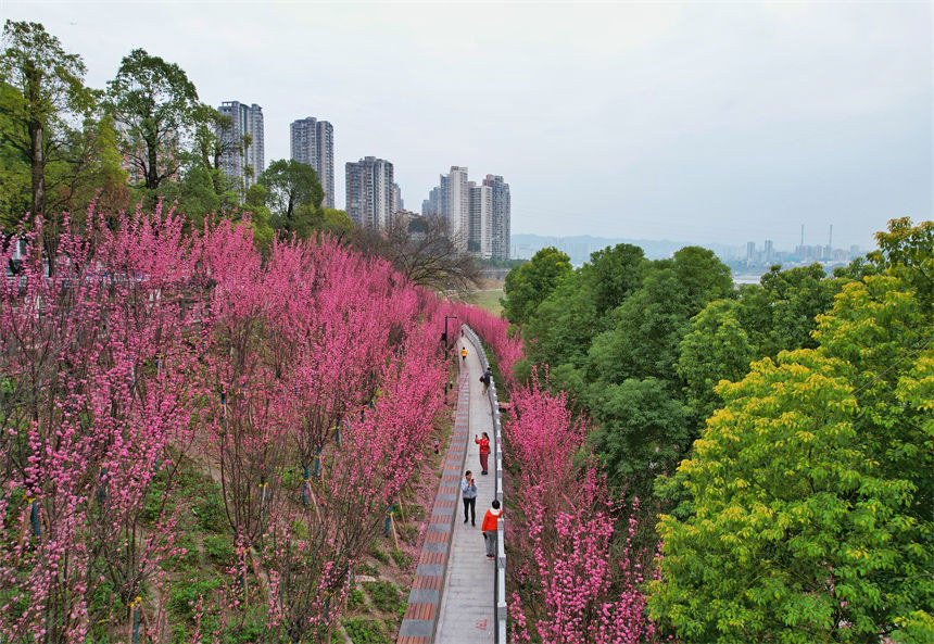 南濱路雅巴洞江灘公園的紅梅如期綻放，為綠道增添濃濃春意。郭旭攝