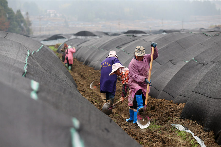 重慶市黔江區(qū)馬喇鎮(zhèn)杉樹村村民在羊肚菌種植基地疏浚水溝。楊敏攝