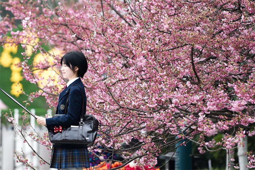 2月24日，南山植物園櫻花競(jìng)相綻放，吸引不少游客前來(lái)賞花游玩。郭旭攝