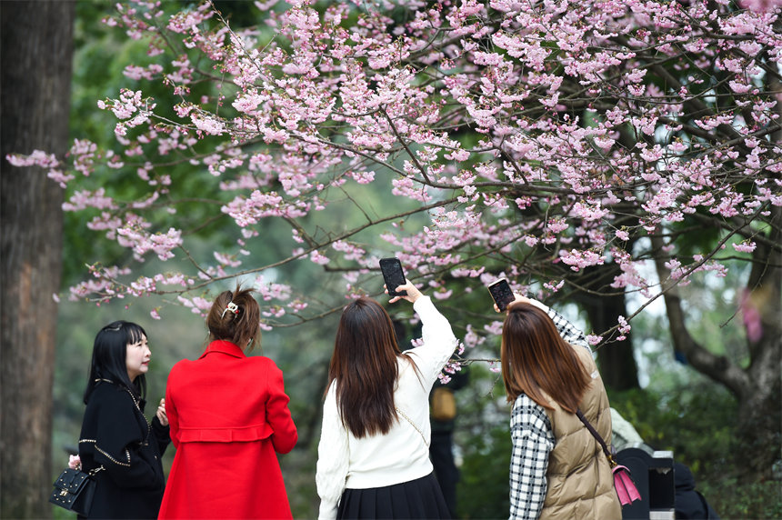 2月24日，南山植物園櫻花競相綻放，吸引不少游客前來賞花游玩。郭旭攝