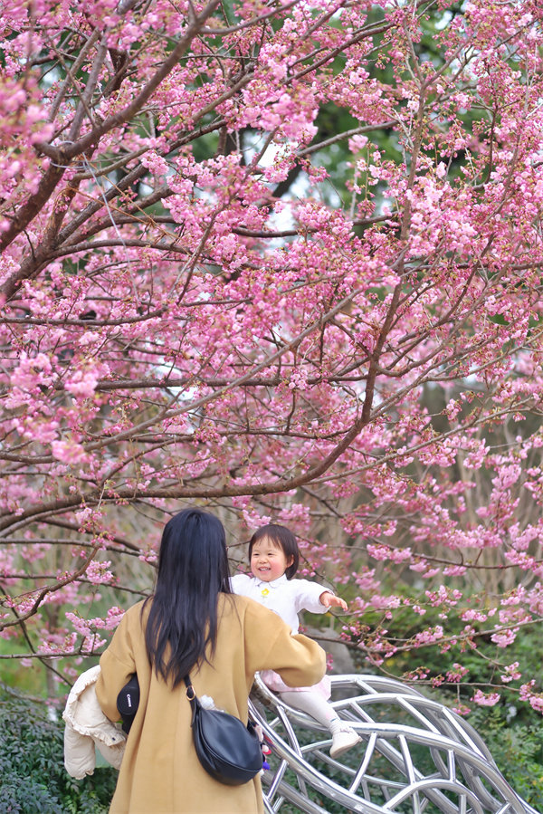 2月24日，南山植物園櫻花競(jìng)相綻放，吸引不少游客前來(lái)賞花游玩。郭旭攝