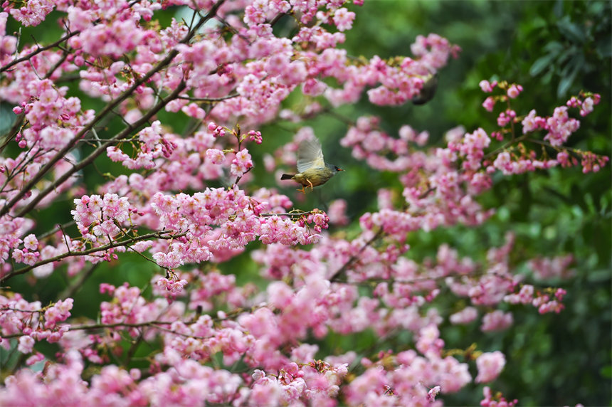 賞花時，還能聽見太陽鳥婉轉(zhuǎn)動聽的啼鳴。郭旭攝