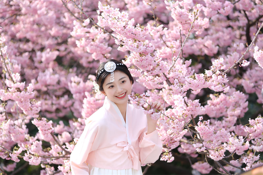 2月24日，南山植物園櫻花競(jìng)相綻放，吸引不少游客前來(lái)賞花游玩。郭旭攝