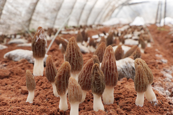 菌棚里羊肚菌破土而出。黔江區(qū)委宣傳部供圖