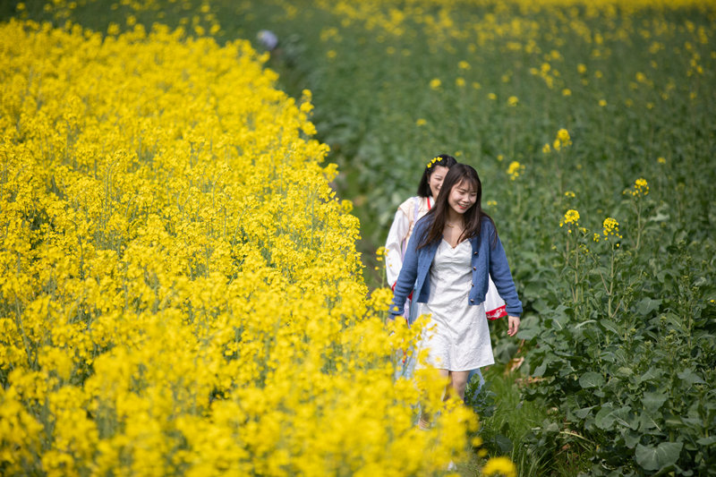 在重慶市秀山縣龍鳳花海景區(qū)，市民游客們正在油菜花田里拍照游玩。胡程攝 (1)