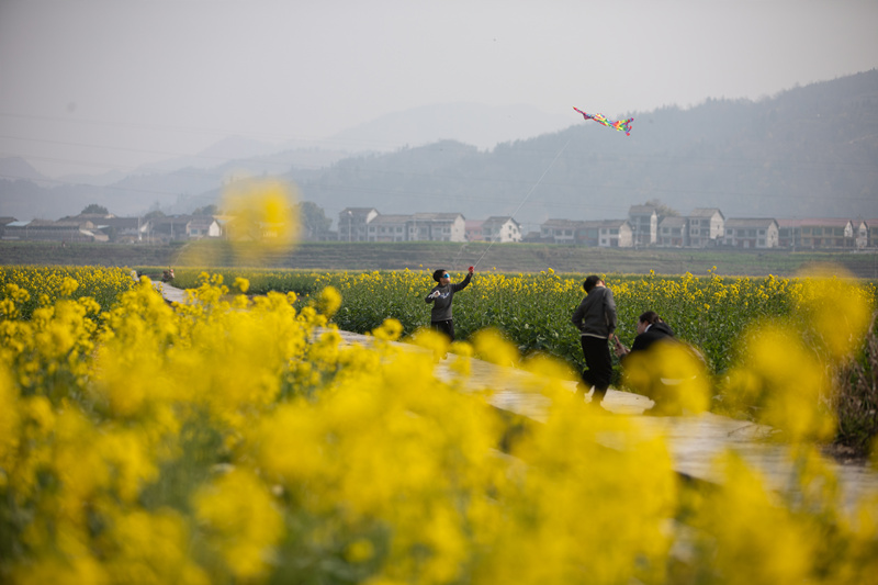 在重慶市秀山縣龍鳳花海景區(qū)，市民游客們正在油菜花田里拍照游玩。胡程攝 (7)