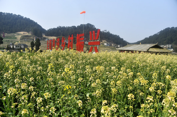 美麗的油菜花田。黃河攝
