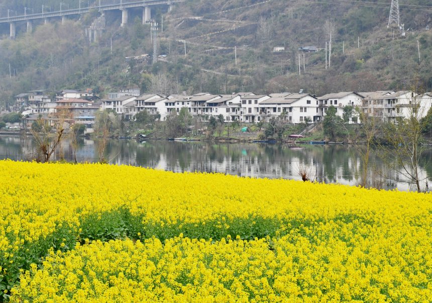 重慶市黔江區(qū)阿蓬江沿岸的油菜花。張瑜洋攝