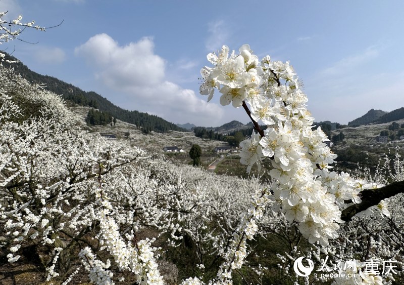 成片的李花綴滿枝頭，蔚為壯觀。人民網(wǎng) 劉政寧攝