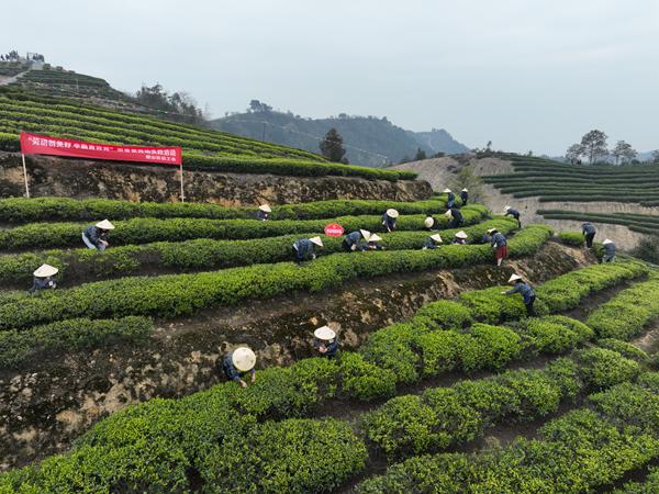 三月采茶忙。璧山區(qū)委宣傳部供圖