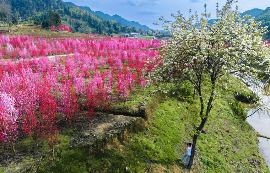 重慶市南川區(qū)白沙鎮(zhèn)的觀賞性桃花次第開放。汪新攝