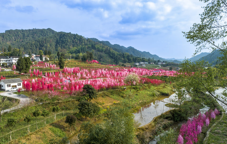重慶市南川區(qū)白沙鎮(zhèn)的觀賞性桃花次第開(kāi)放。汪新攝