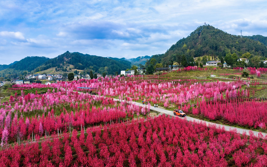 重慶市南川區(qū)白沙鎮(zhèn)的觀賞性桃花進(jìn)入盛花期。汪新攝