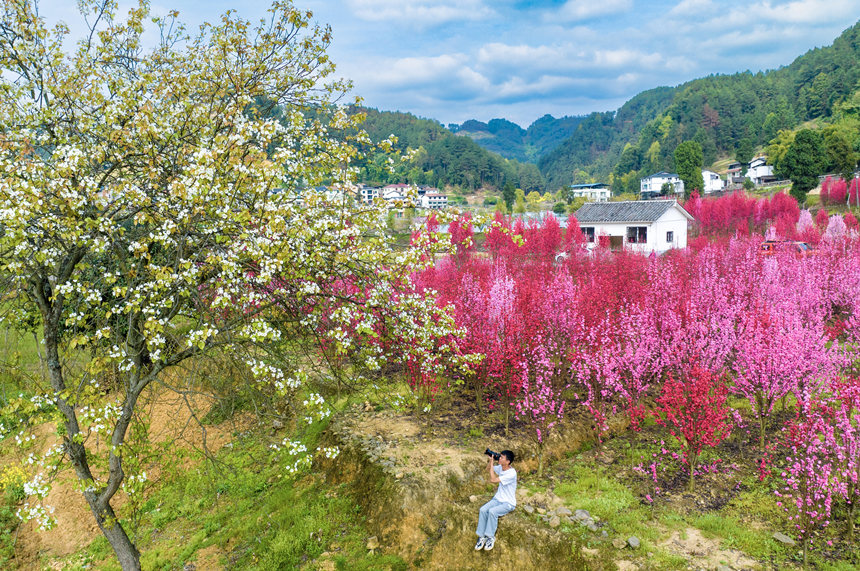 游客在花海中游玩。汪新攝