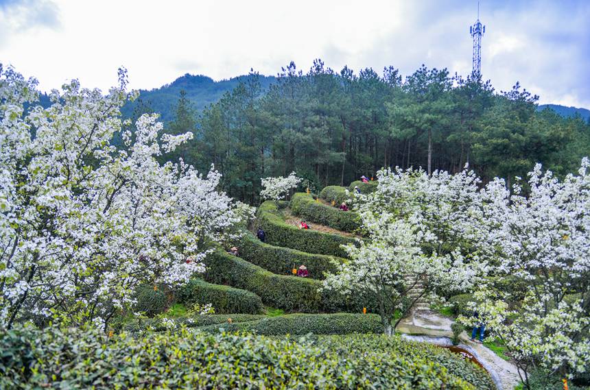 重慶市萬(wàn)州區(qū)長(zhǎng)嶺鎮(zhèn)青石社區(qū)，村民正忙著采摘春茶。付作僑攝