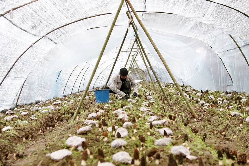 村民在羊肚菌種植基地勞作。楊敏攝