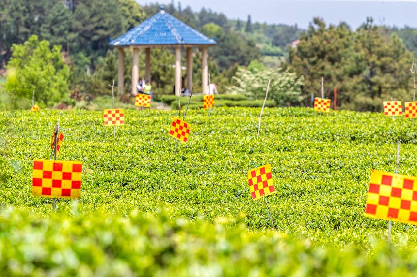 綠色生態(tài)茶園穿上了“花衣”。瞿明斌攝