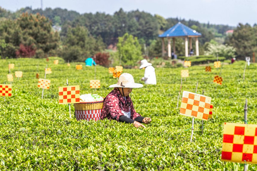 綠色生態(tài)茶園穿上了“花衣”。瞿明斌攝