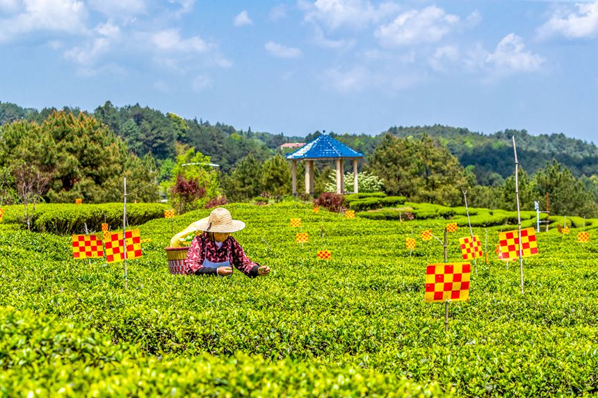 綠色生態(tài)茶園穿上了“花衣”。瞿明斌攝