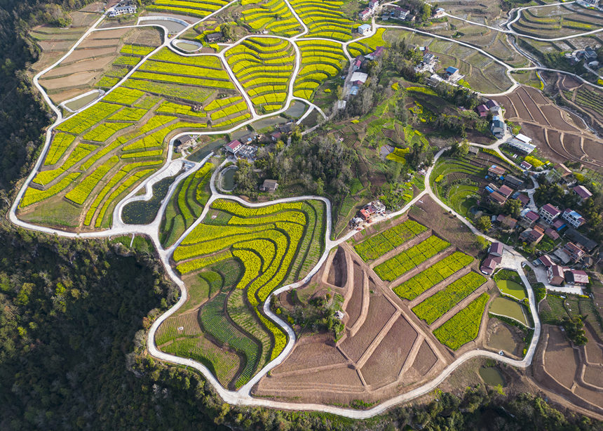 萬州區(qū)恒合土家族鄉(xiāng)石坪村高標(biāo)農(nóng)田。冉孟軍攝