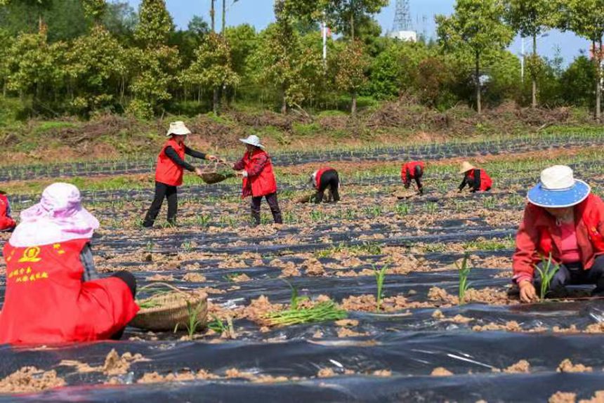 村民正在移栽有機高粱苗。向曉秋攝