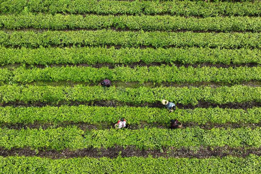 村民在茶葉種植基地采摘春茶。楊敏攝