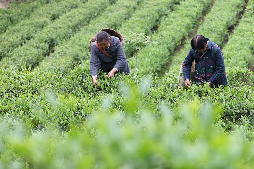 村民在茶葉種植基地采摘春茶。楊敏攝